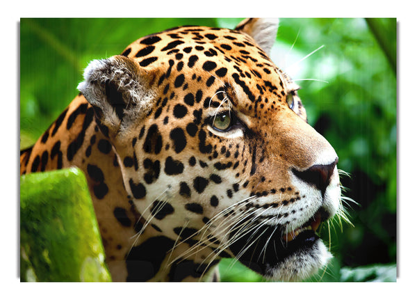 Jaguar The Big Cat