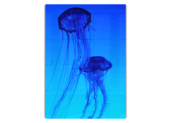 Jellyfish Duo