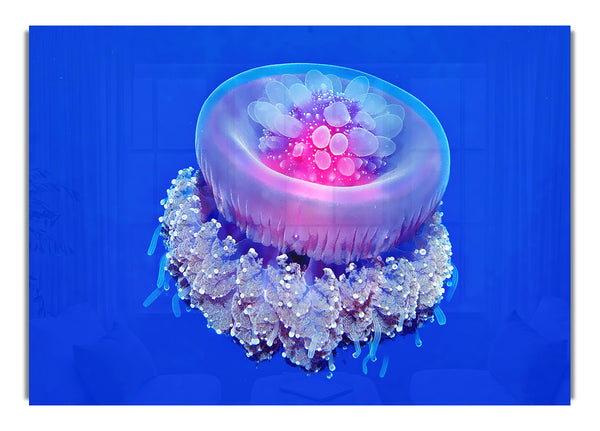 Jellyfish Pink