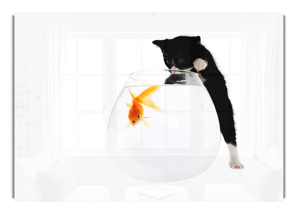 Kitten Fish Bowl