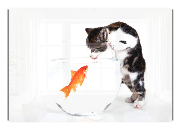 Kitten Vs  Fish