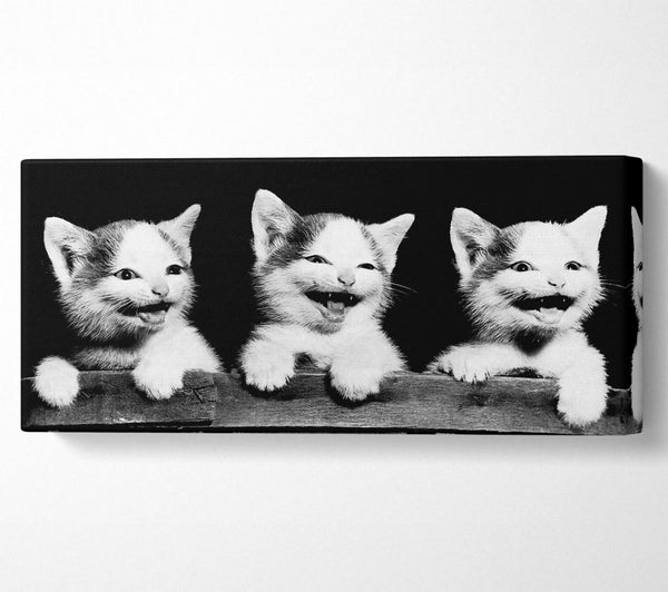 Laughing Kittens