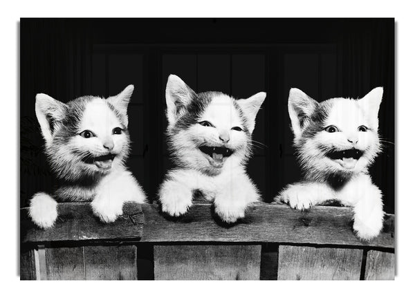 Laughing Kittens