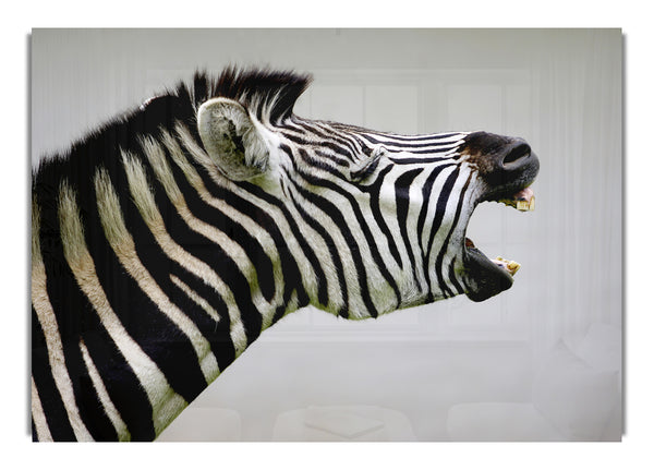 Laughing Zebra