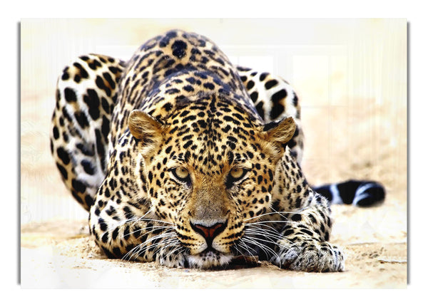 Leopard Staring