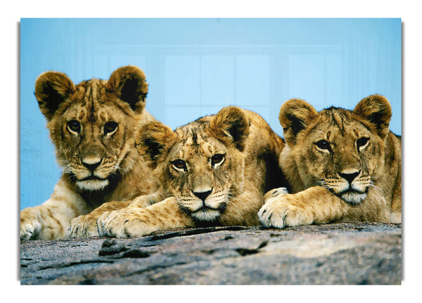 Lion Cub Trio