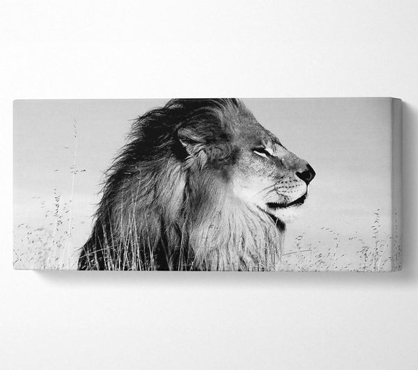 Lion On Watch Black n White