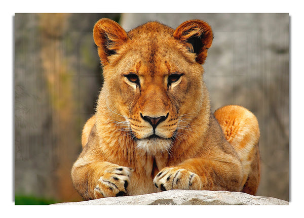 Lioness Watch