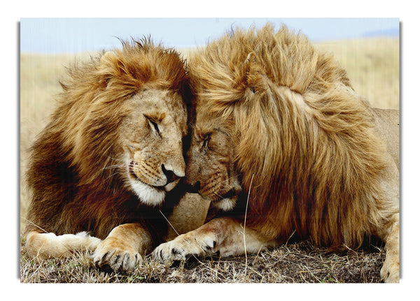 Lions Love Wild Cats Animals