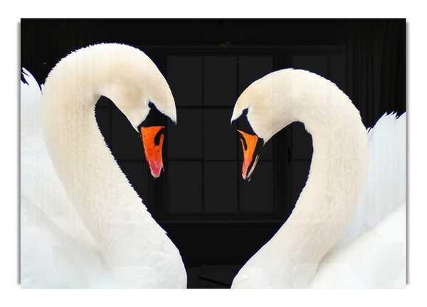 Love Heart Swans