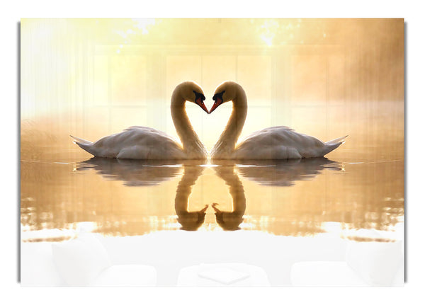 Loving Swans