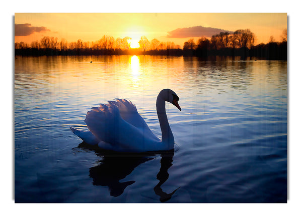 Mute Swan