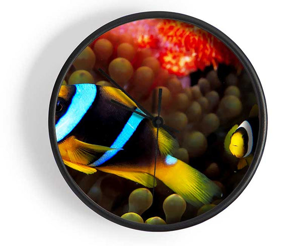 Neon Clown Fish Clock - Wallart-Direct UK