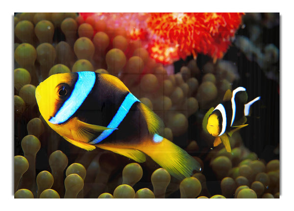 Neon Clown Fish