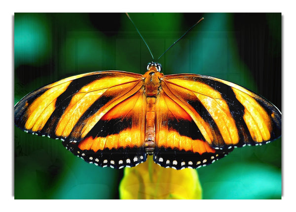 Orange And Black Butterfly