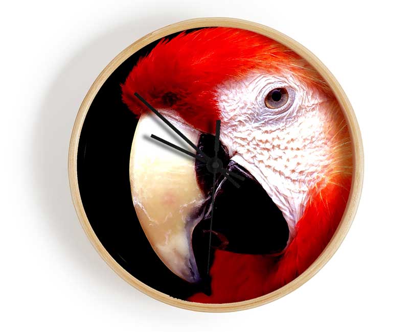 Parrot High Resolution Clock - Wallart-Direct UK