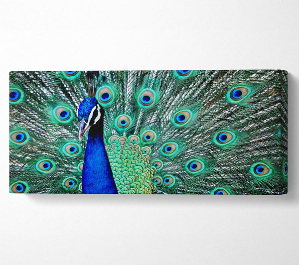 Peacock Glory