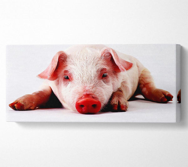 Pig Portrait