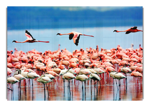 Pink Flamingos In Flight