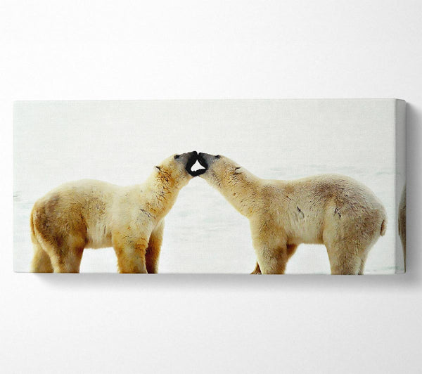 Polar Bear Love