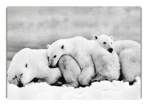 Polarbear Family