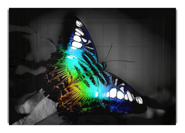 Psychodelic  Butterfly