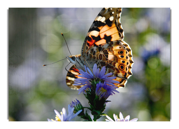 Purple Flower Butterfly