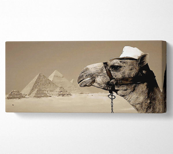 Pyramid Camel