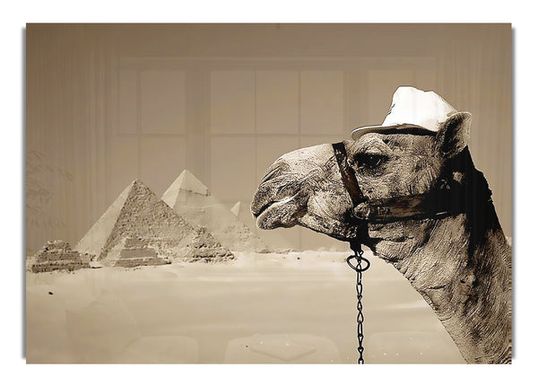 Pyramid Camel