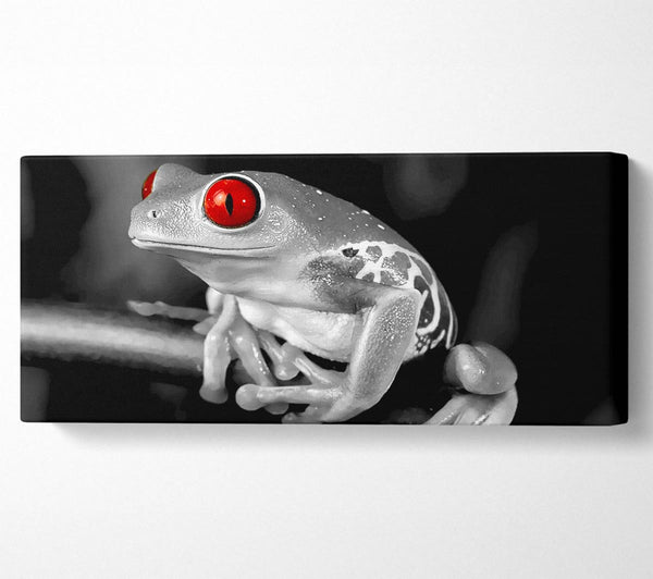 Red Eyed Frog