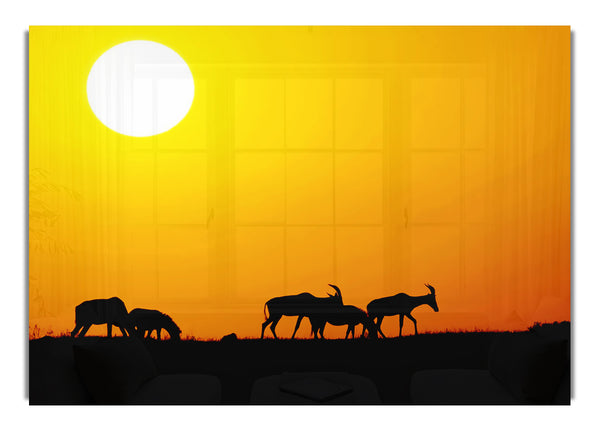 Safari Sunset