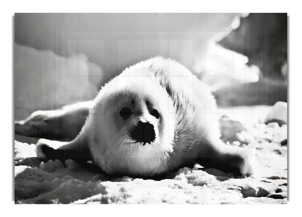 Seal Pup