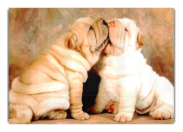 Shar Pei Puppies