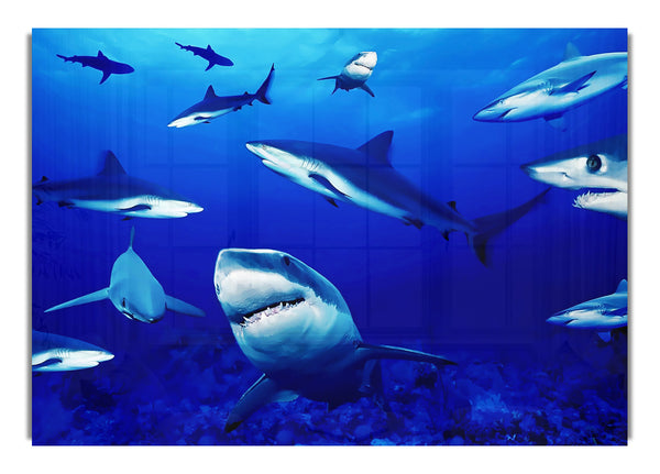 Sharks Ocean