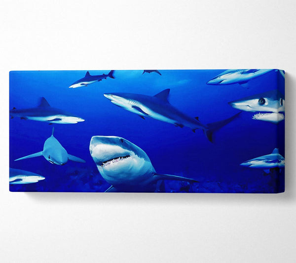 Sharks Ocean