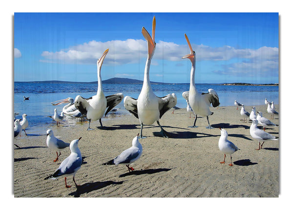 Singing Seagulls