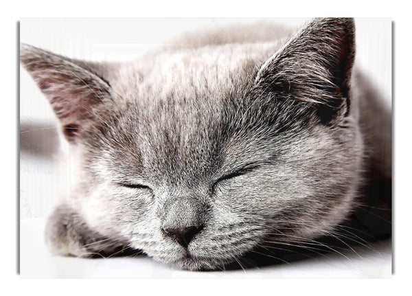 Sleepy Grey Kitten