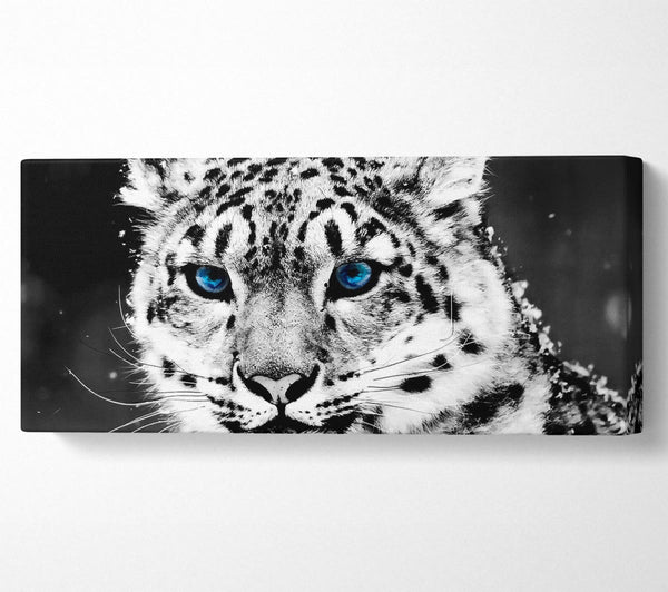 Snow Blue Eye Leopard