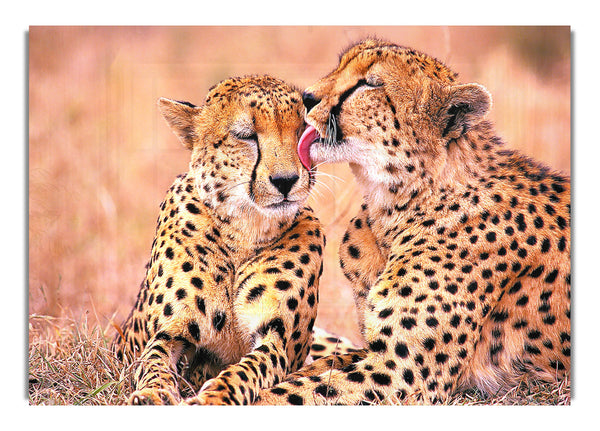 South African Cheetahs 2