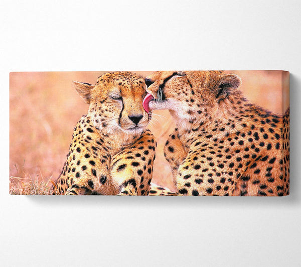 South African Cheetahs