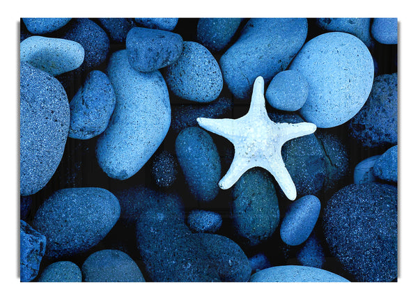 Star Fish Rocks