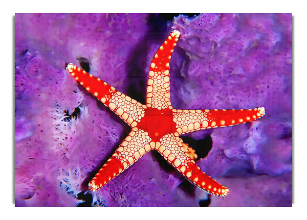 Starfish On Purple