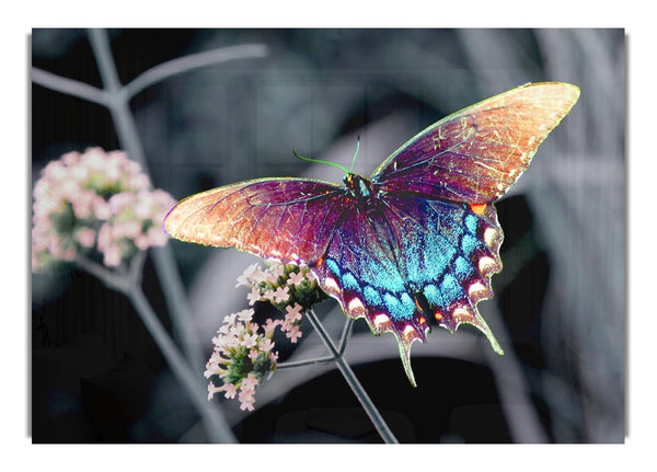 Stunning Butterfly Wings