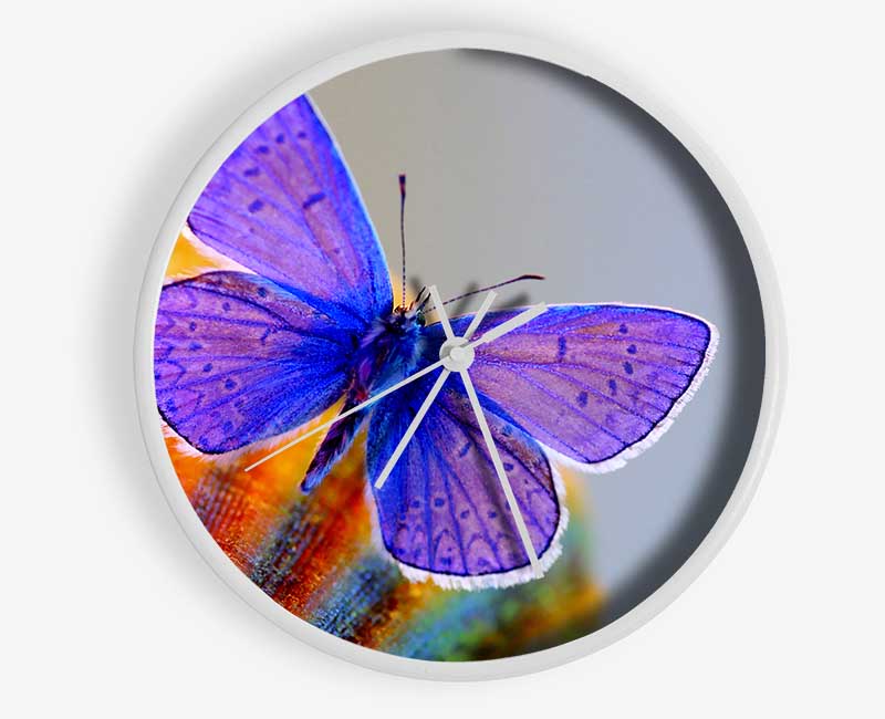 Stunning Butterfly Clock - Wallart-Direct UK