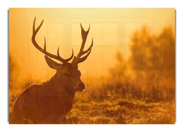 Sunset Stag