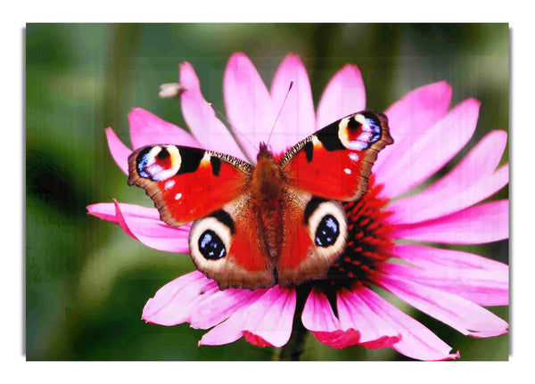 Symmetrical Butterfly