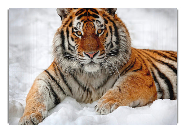 Tiger im Schnee