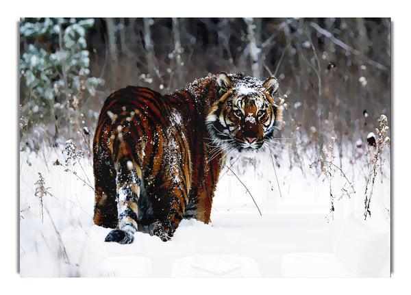 Tiger im Schnee