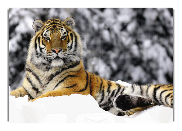 Tiger im Winter