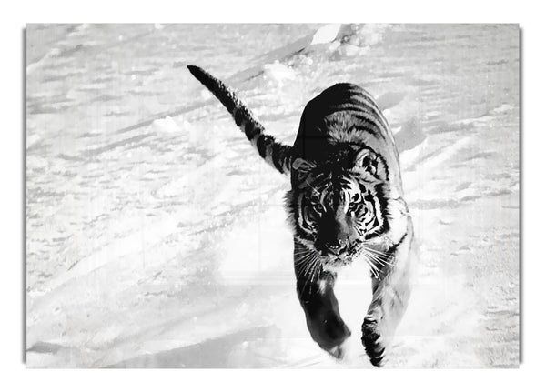 Tiger läuft im Schnee